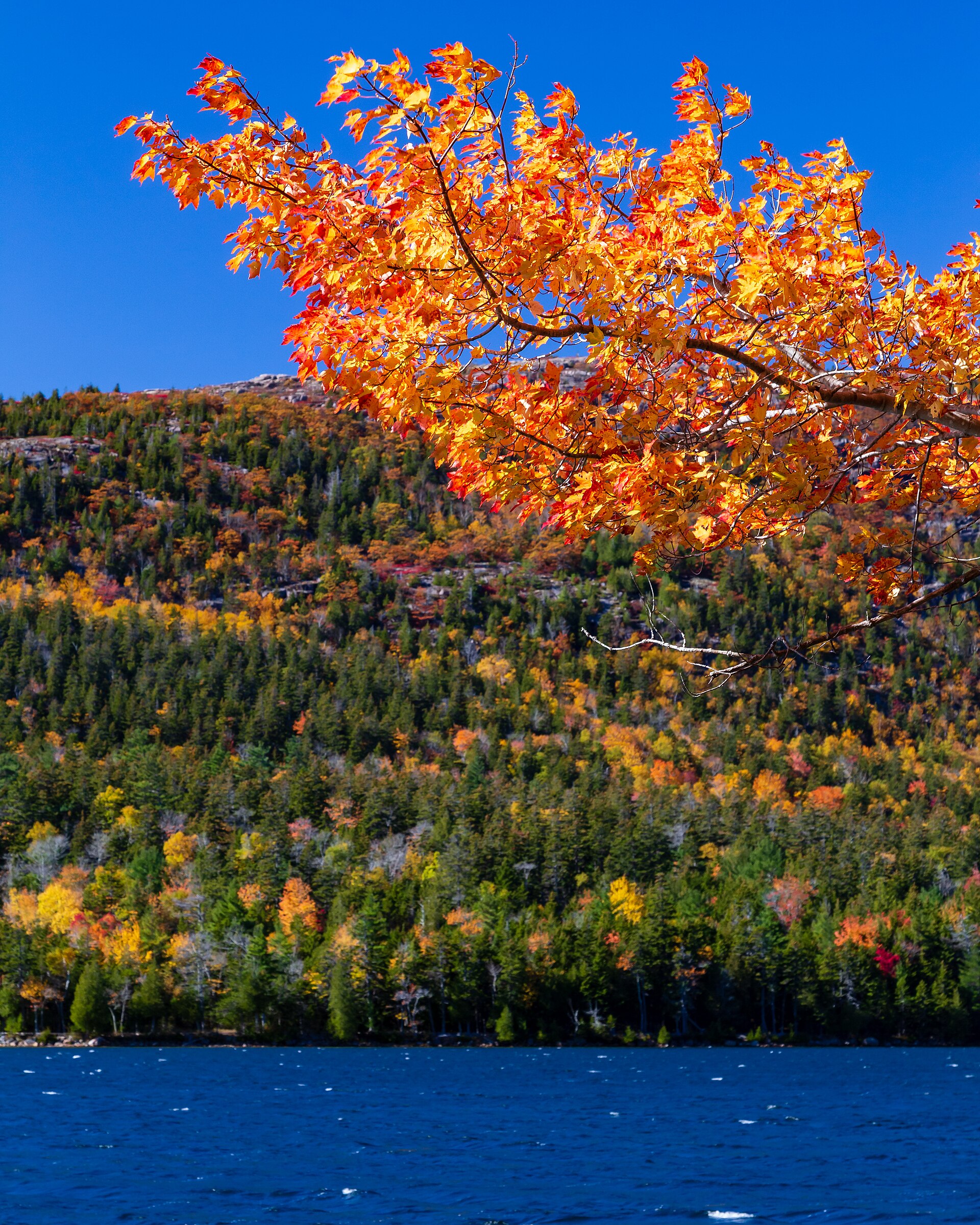 Maple fire over a wind-cut lake in Acadia