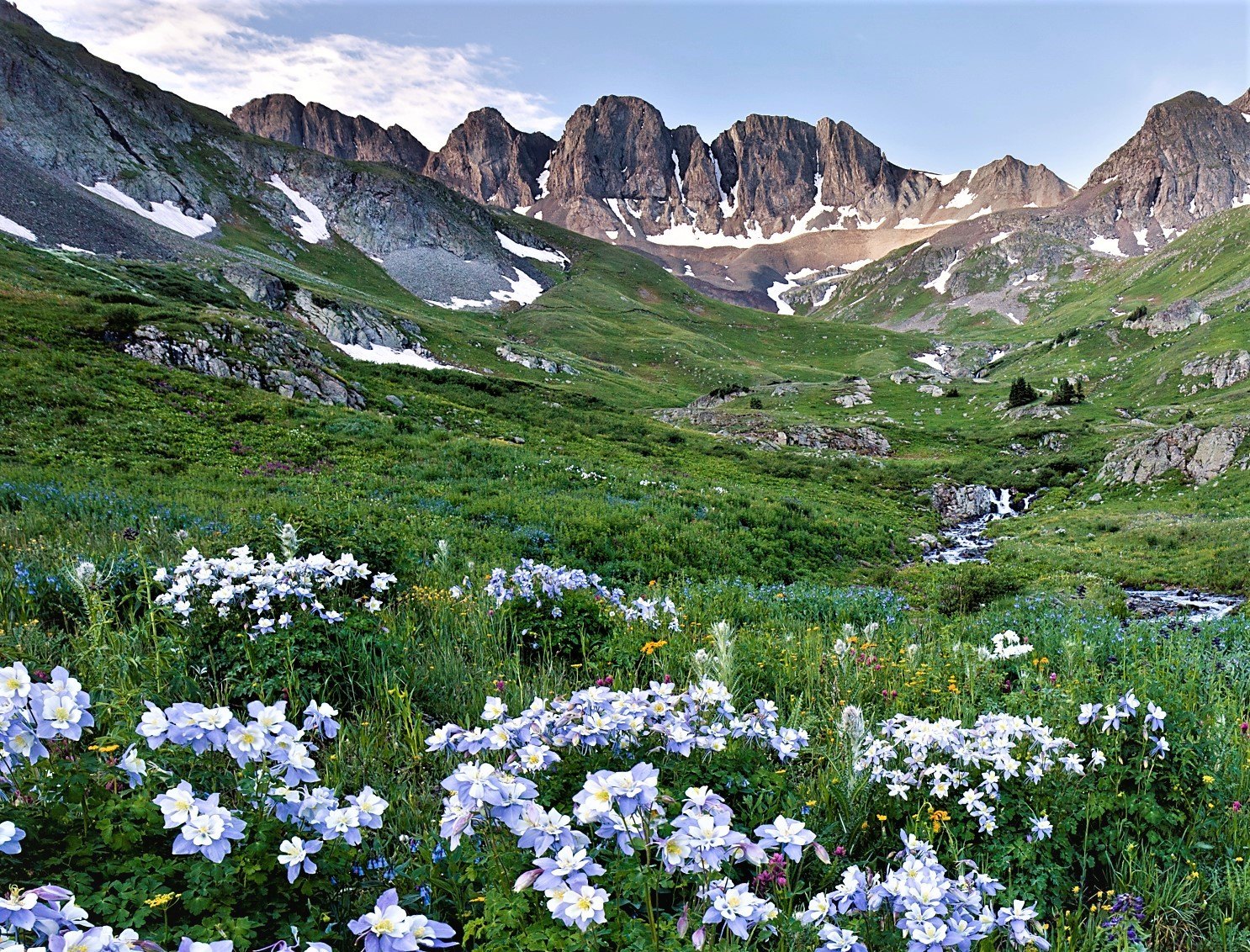 Wildflowers filling American Basin
