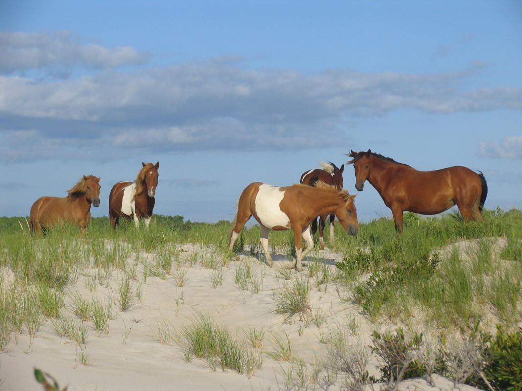 Assateague, Maryland / Virginia