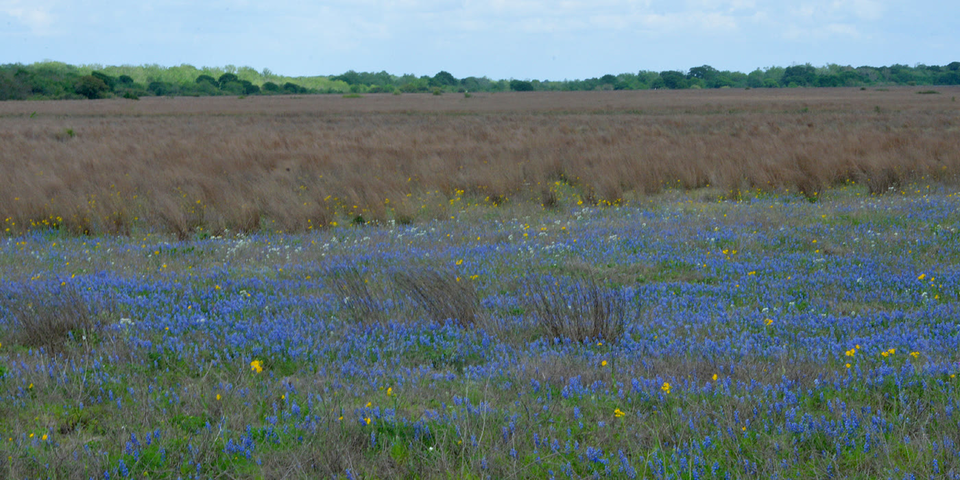 Texas bluebonnets at Attwater Prairie Chicken National Wildlife Refuge