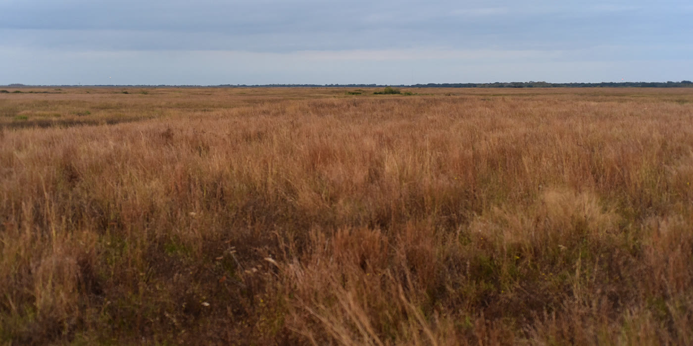 November grassland at Attwater Prairie Chicken National Wildlife Refuge, Colorado County, Texas