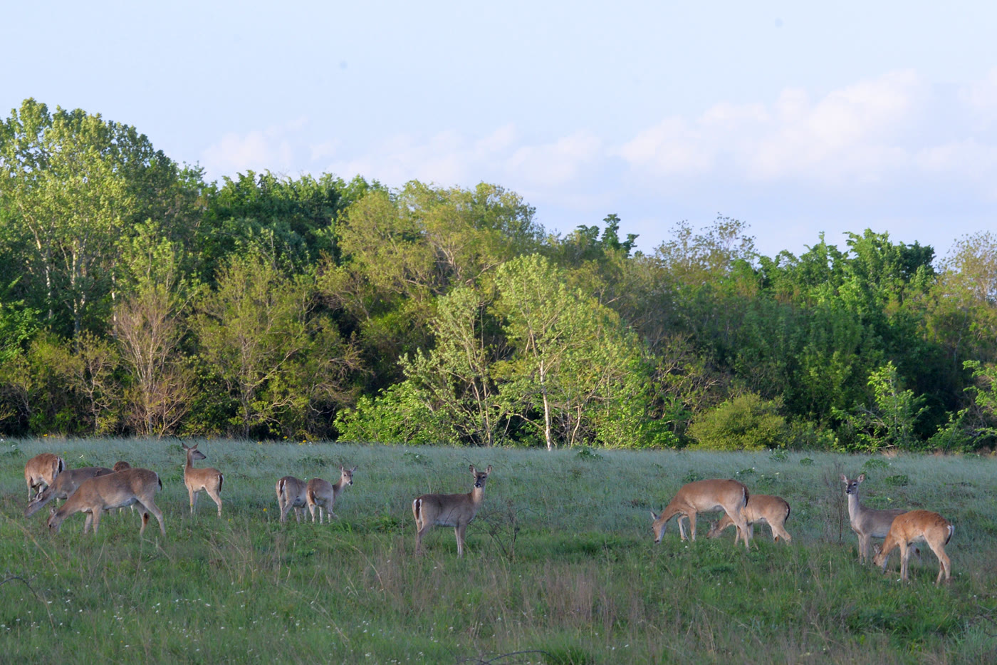 White-tailed deer on the grass at Attwater Prairie Chicken National Wildlife Refuge