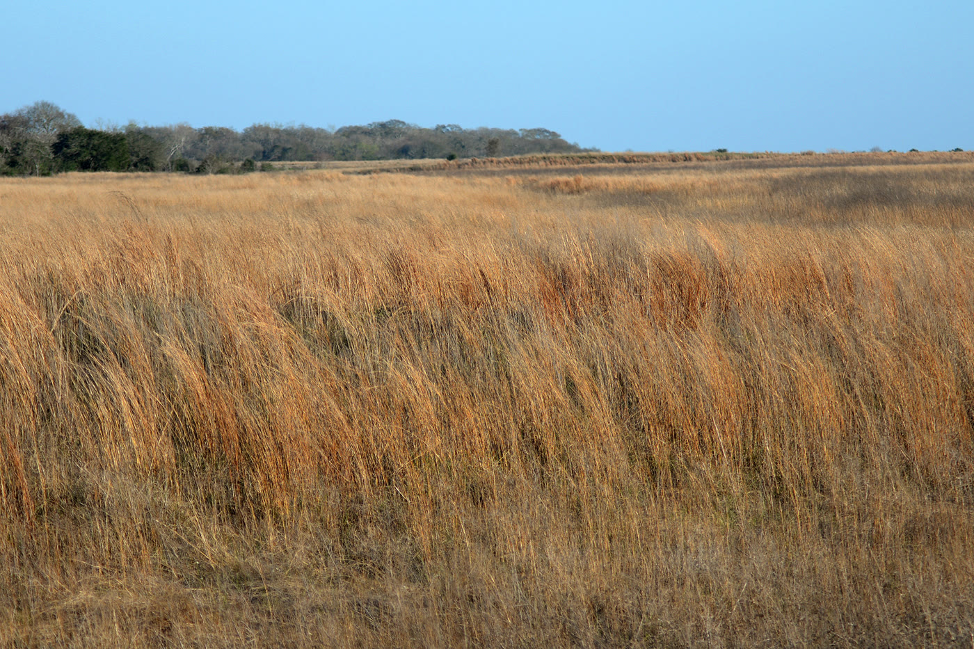 February coastal prairie at Attwater Prairie Chicken National Wildlife Refuge