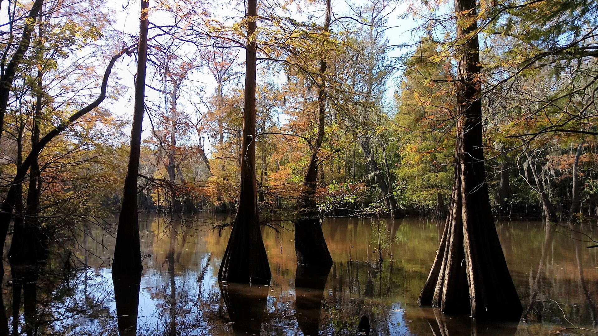 Autumn bald cypress in the Beaumont Unit, Big Thicket