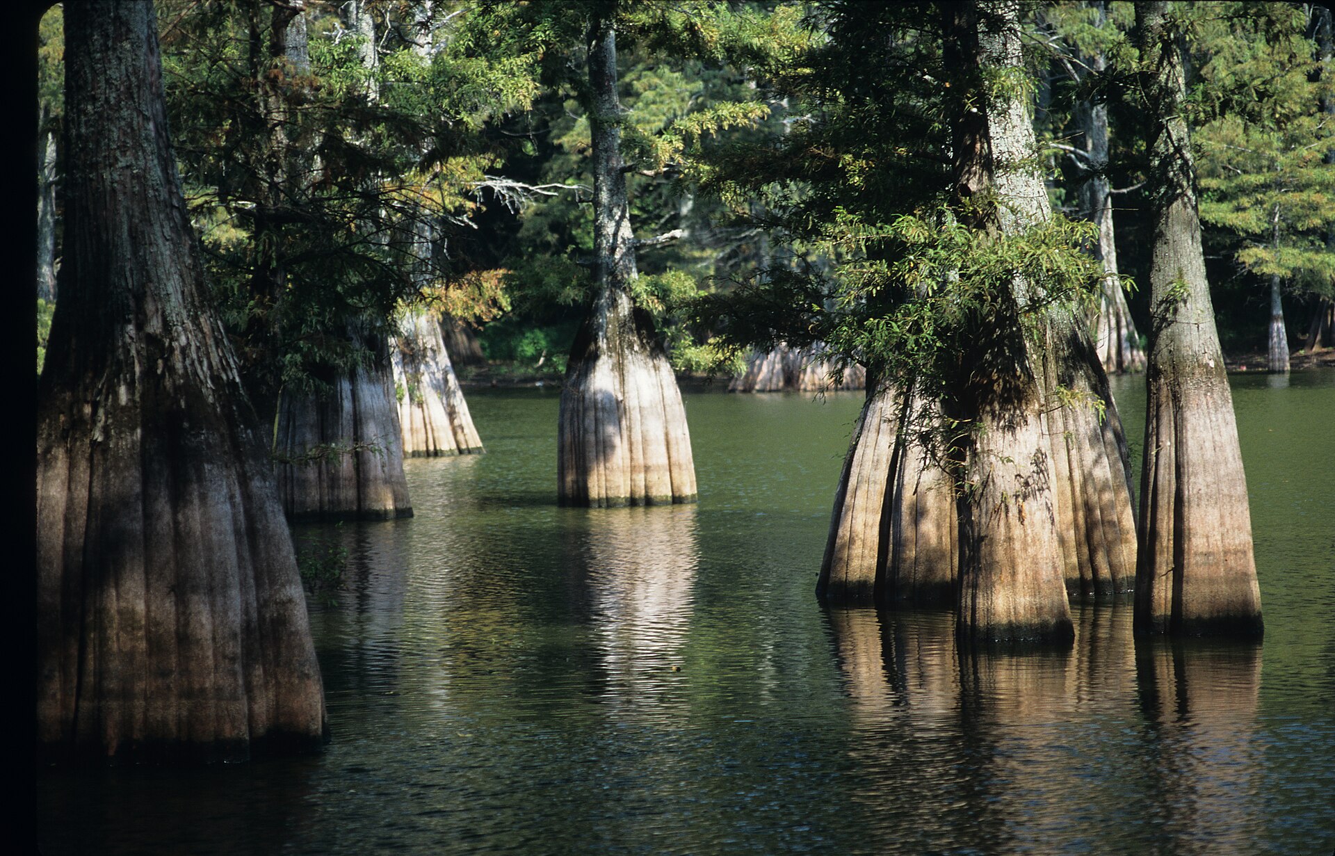 Flared cypress trunks in still water, Big Thicket National Preserve