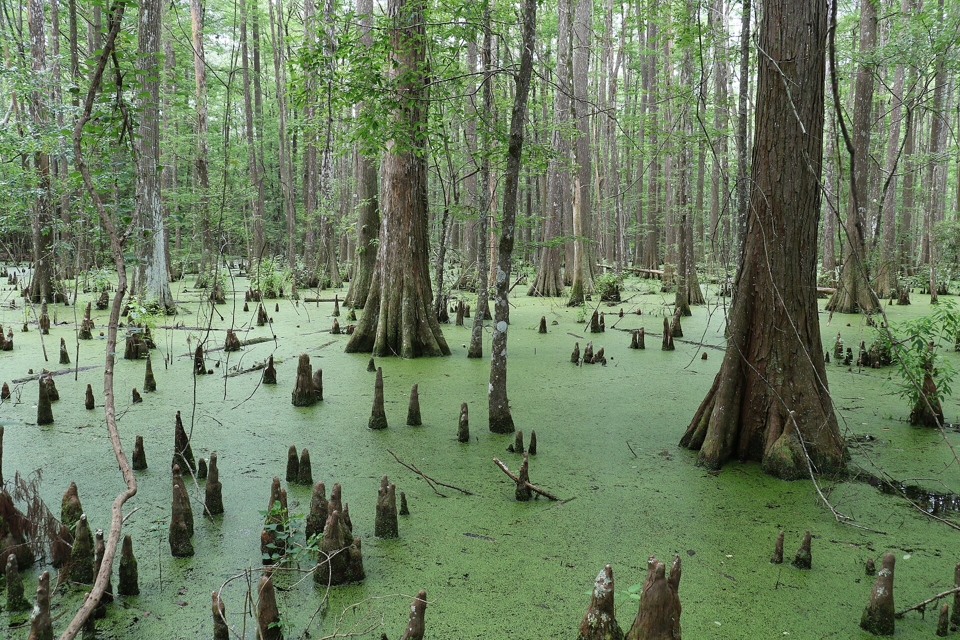 Duckweed slough and cypress knees, Big Thicket