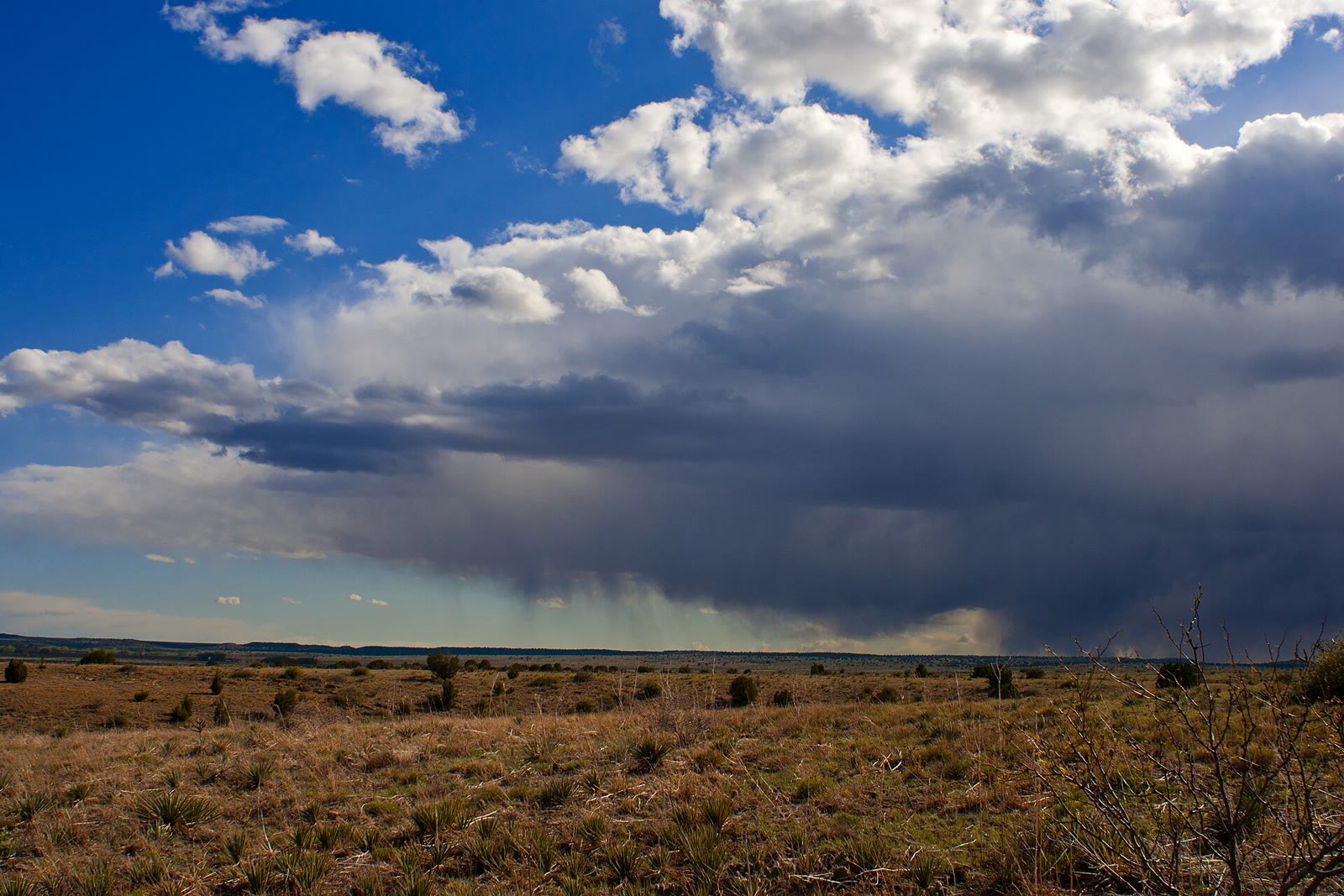 Yucca and a storm sky on the Black Mesa prairie