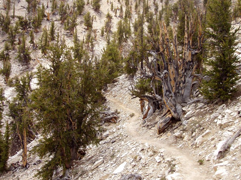 Ancient Bristlecones, California