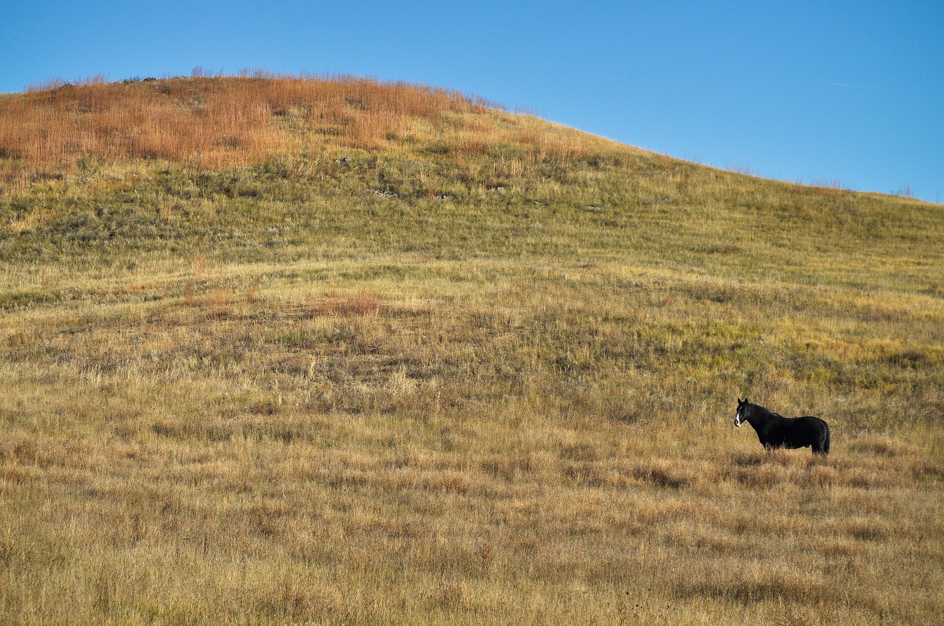 A lone horse on golden mixed-grass, Buffalo Gap National Grassland