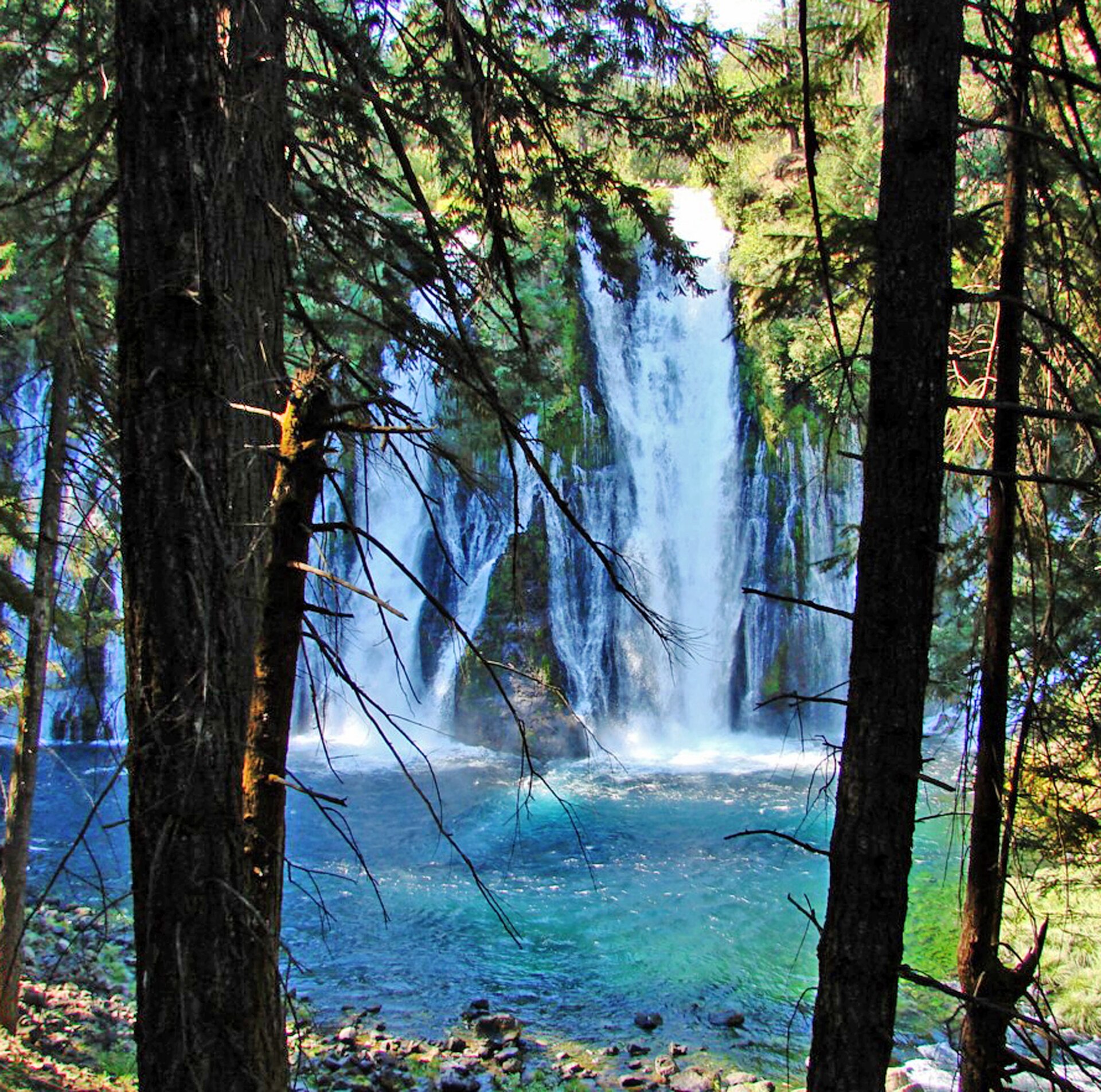 Burney Falls through fir, teal water at the foot