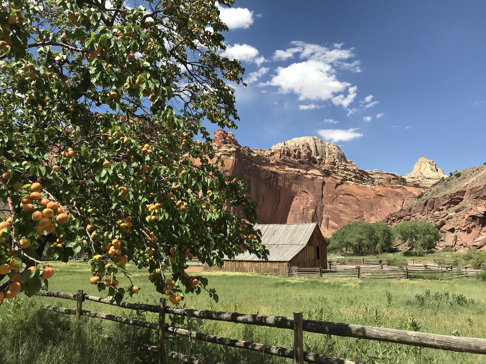 The Fruita orchard under Capitol Reef walls