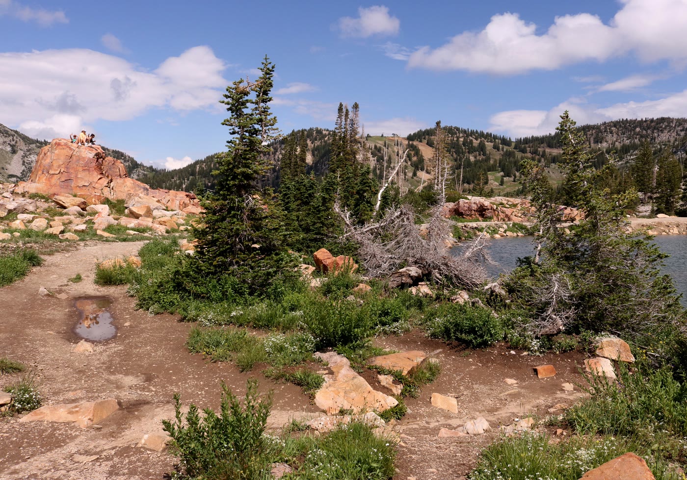 The trail into Cecret Lake through Albion Basin rock and spruce