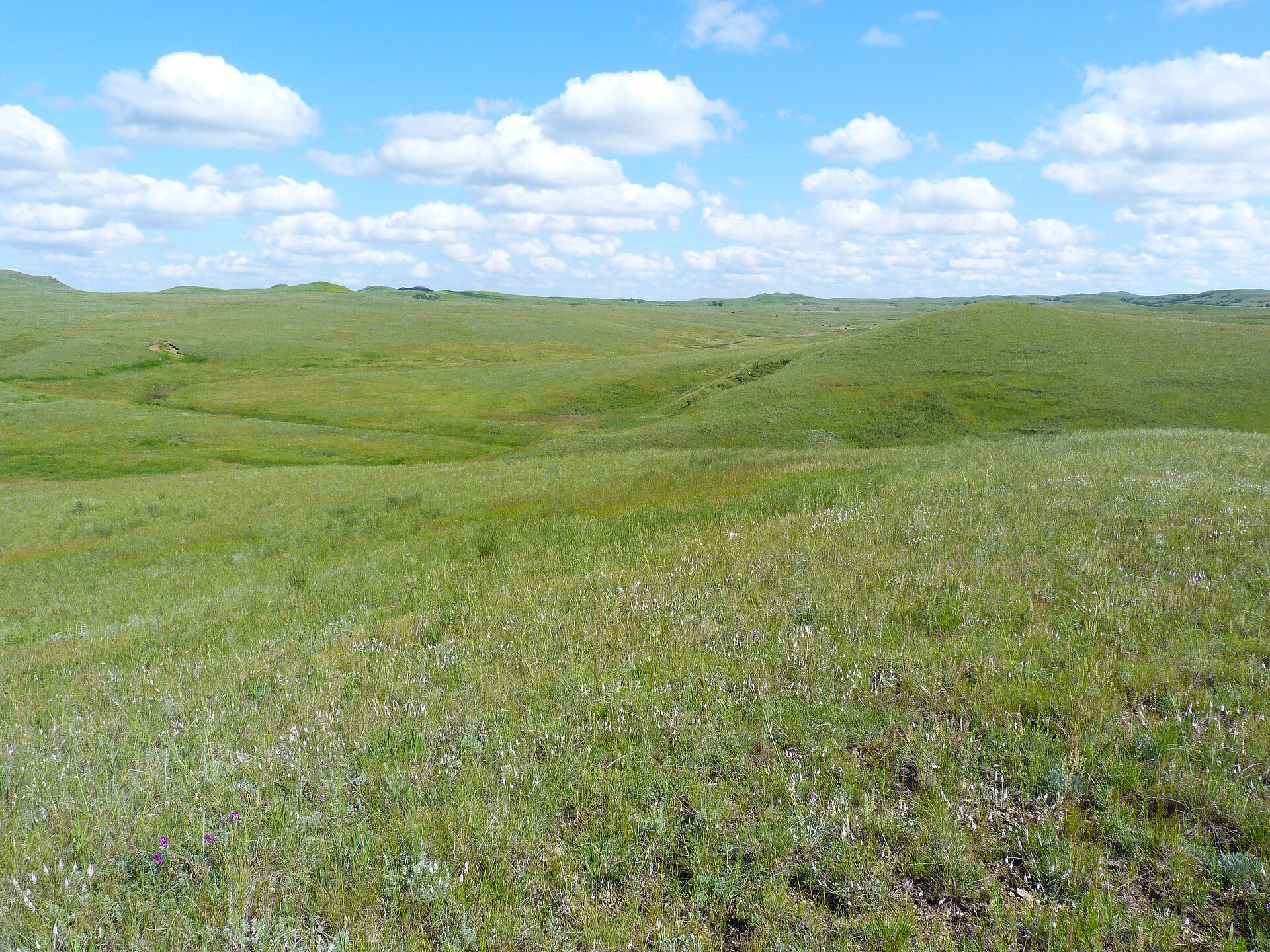 Open green rolls on Cedar River National Grassland