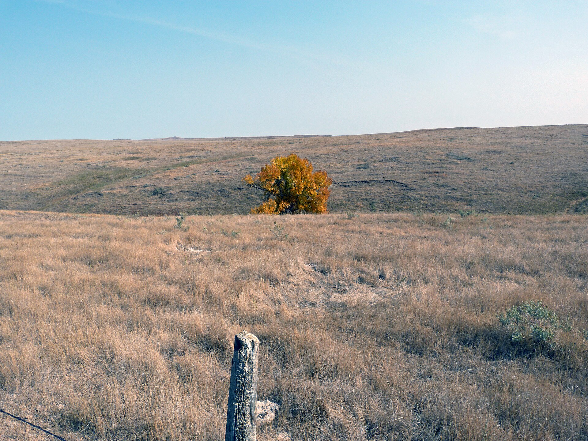 A lone autumn ash in the Cedar River grass