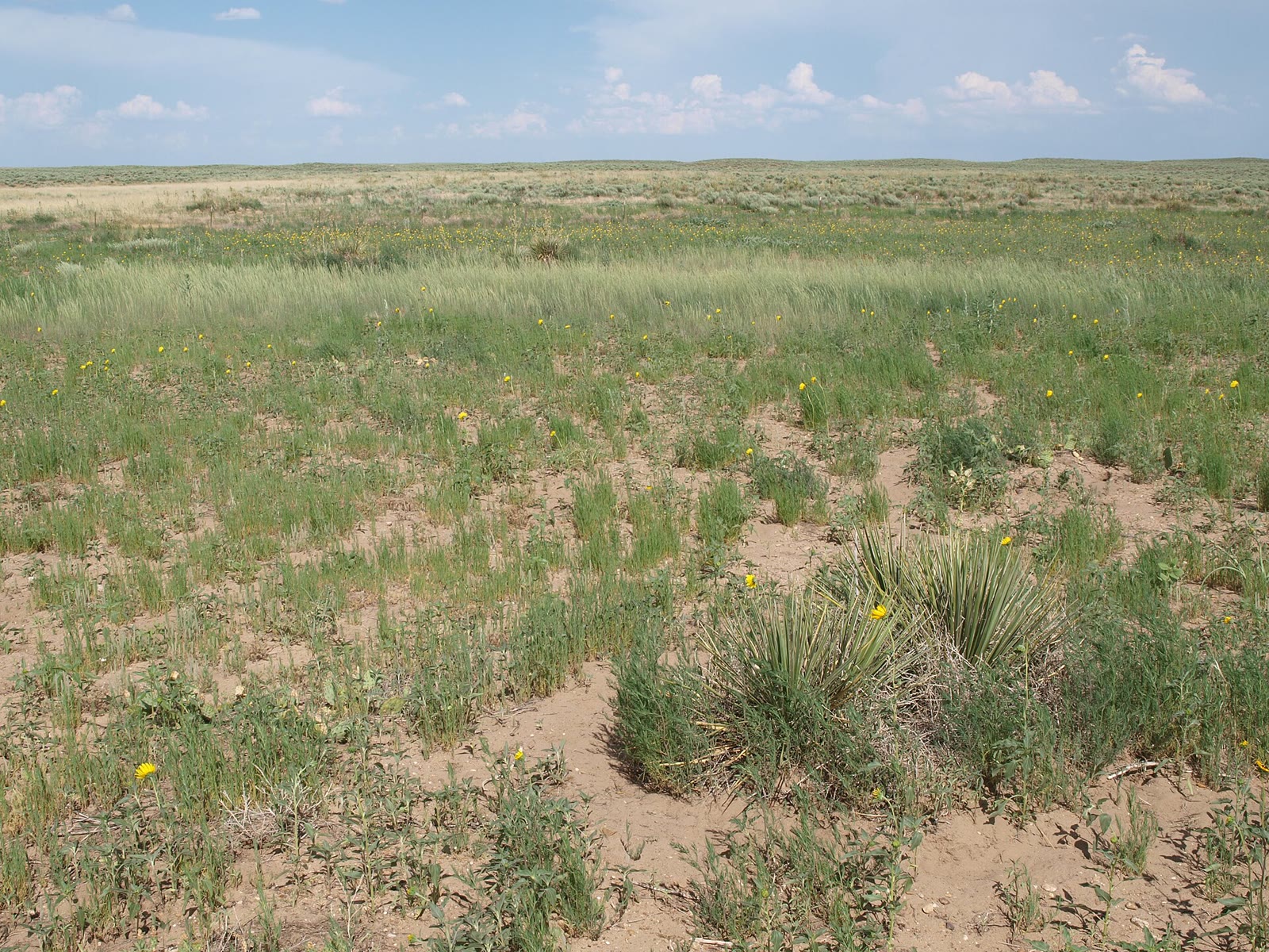 Yucca and a green prairie band, Cimarron National Grassland