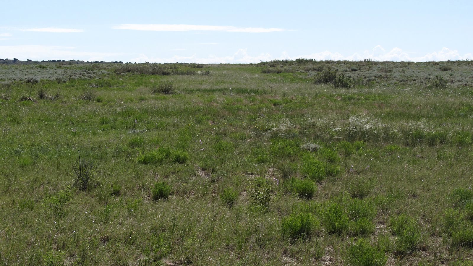 Shortgrass and a working sky on Comanche National Grassland
