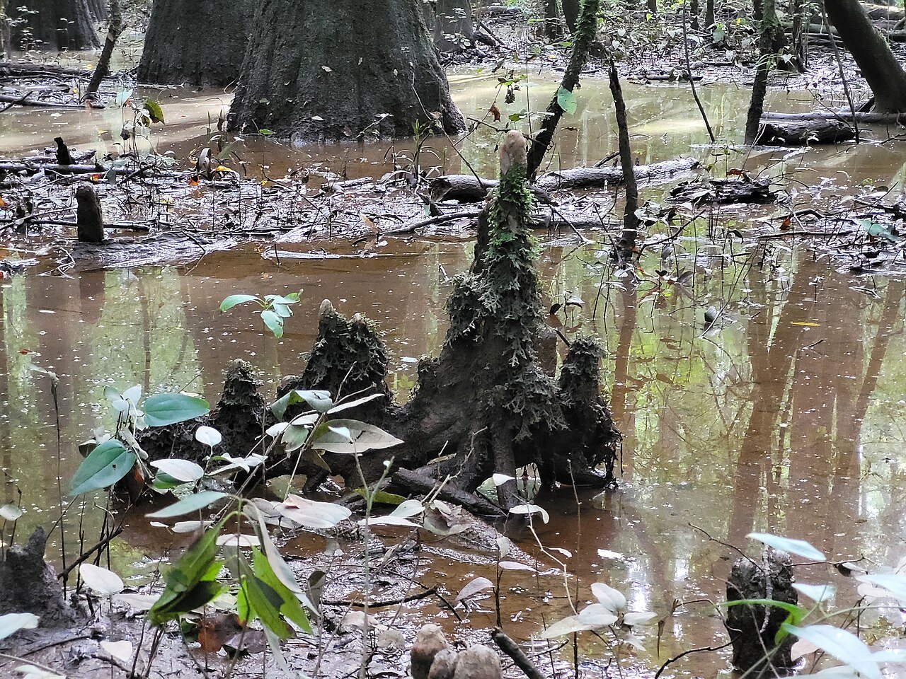 Congaree, South Carolina — Sunlit swamp water among old floodplain trees