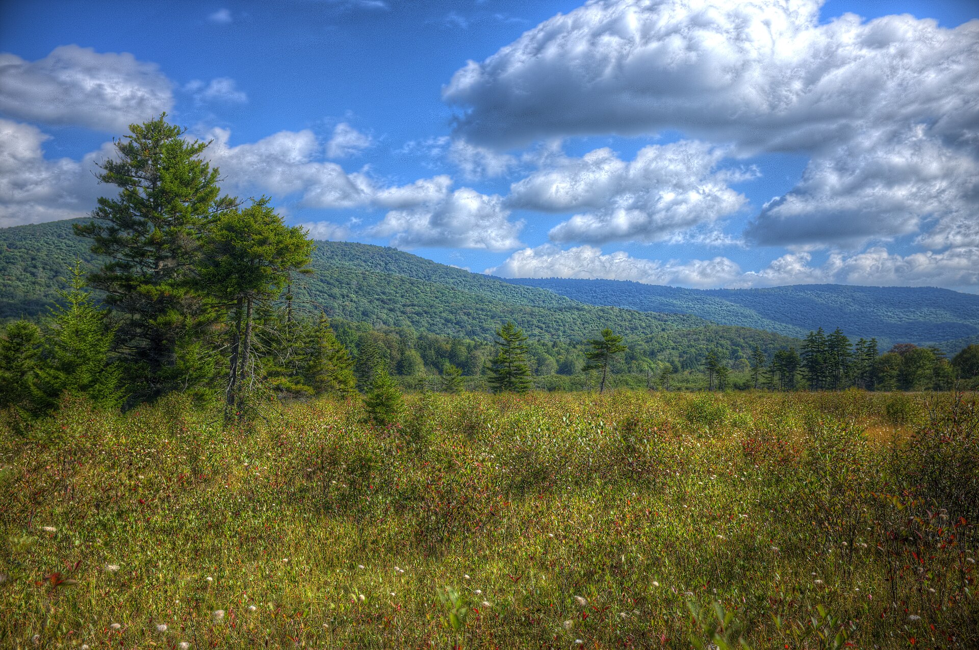 Cranberry Glades, West Virginia