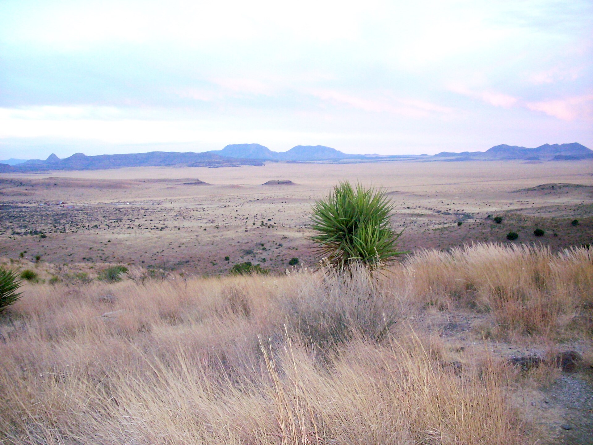 Yucca and a Trans-Pecos basin from Davis Mountains State Park