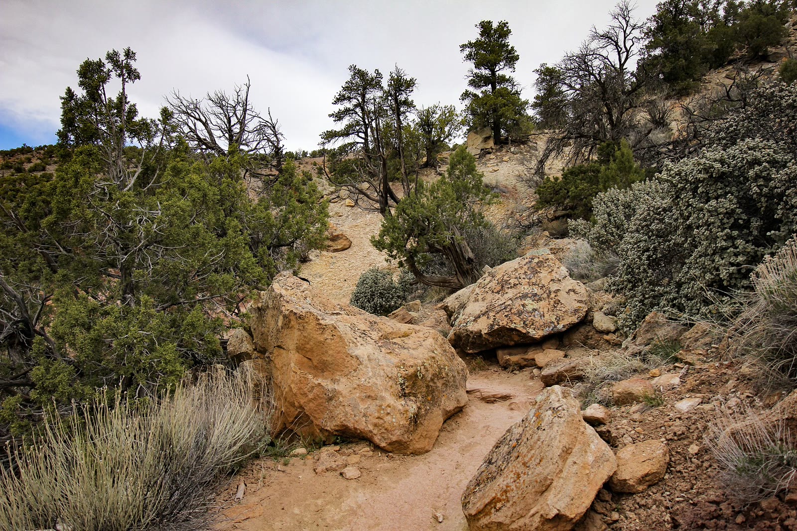 Juniper and tan boulders on the Escalante petrified trail