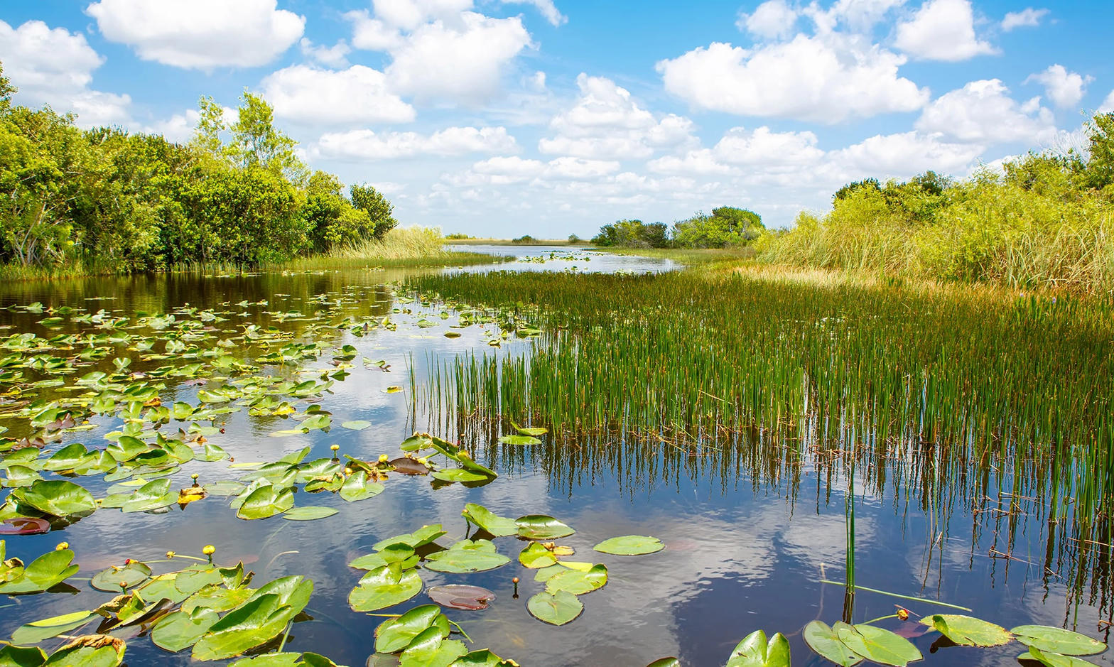 Lily pads on still slough water
