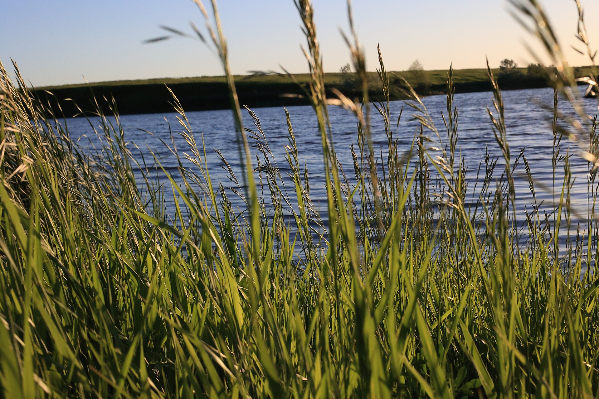 Evening grass at the water, Fort Pierre National Grassland