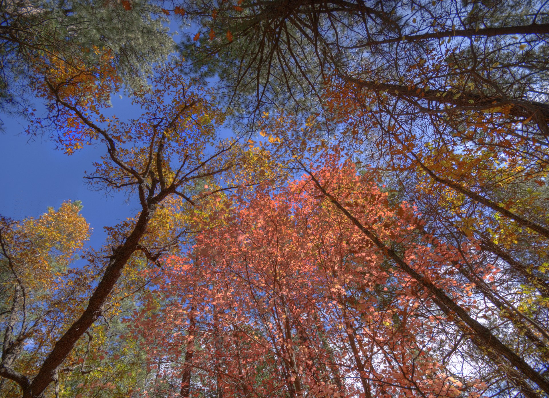 Bigtooth maple in Fourth of July Canyon, Manzano Mountains