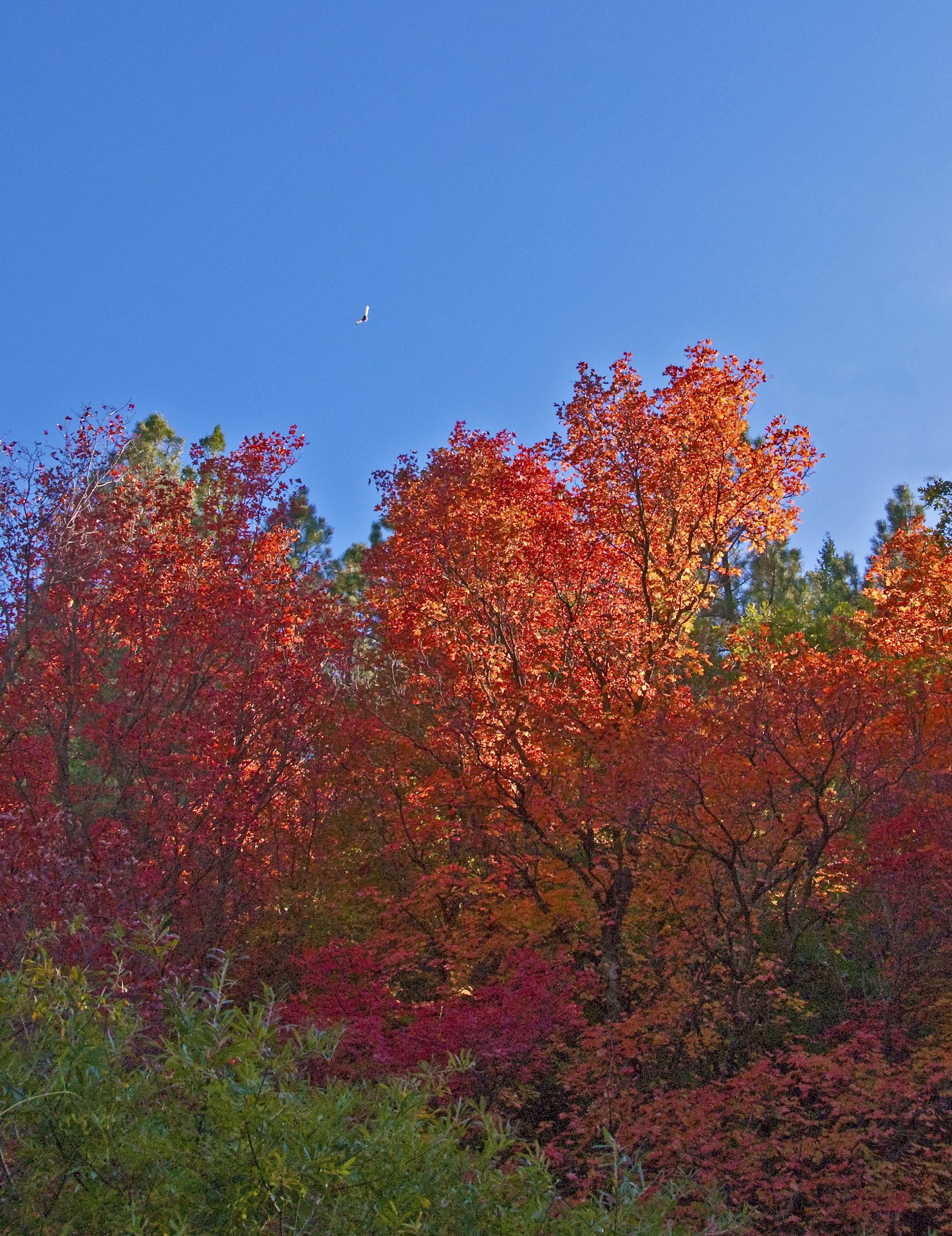 Maple trees in Fourth of July Canyon, near Tajique