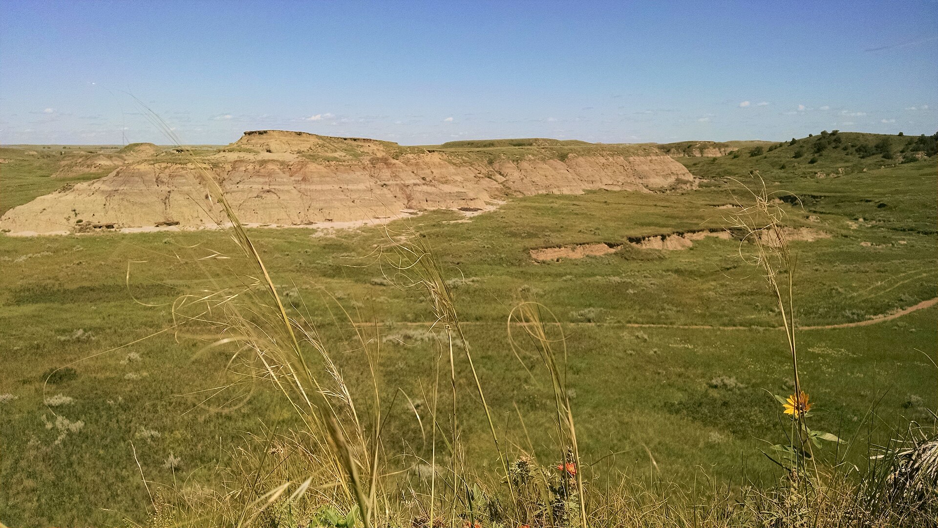 A yellow forb over the Grand River buttes