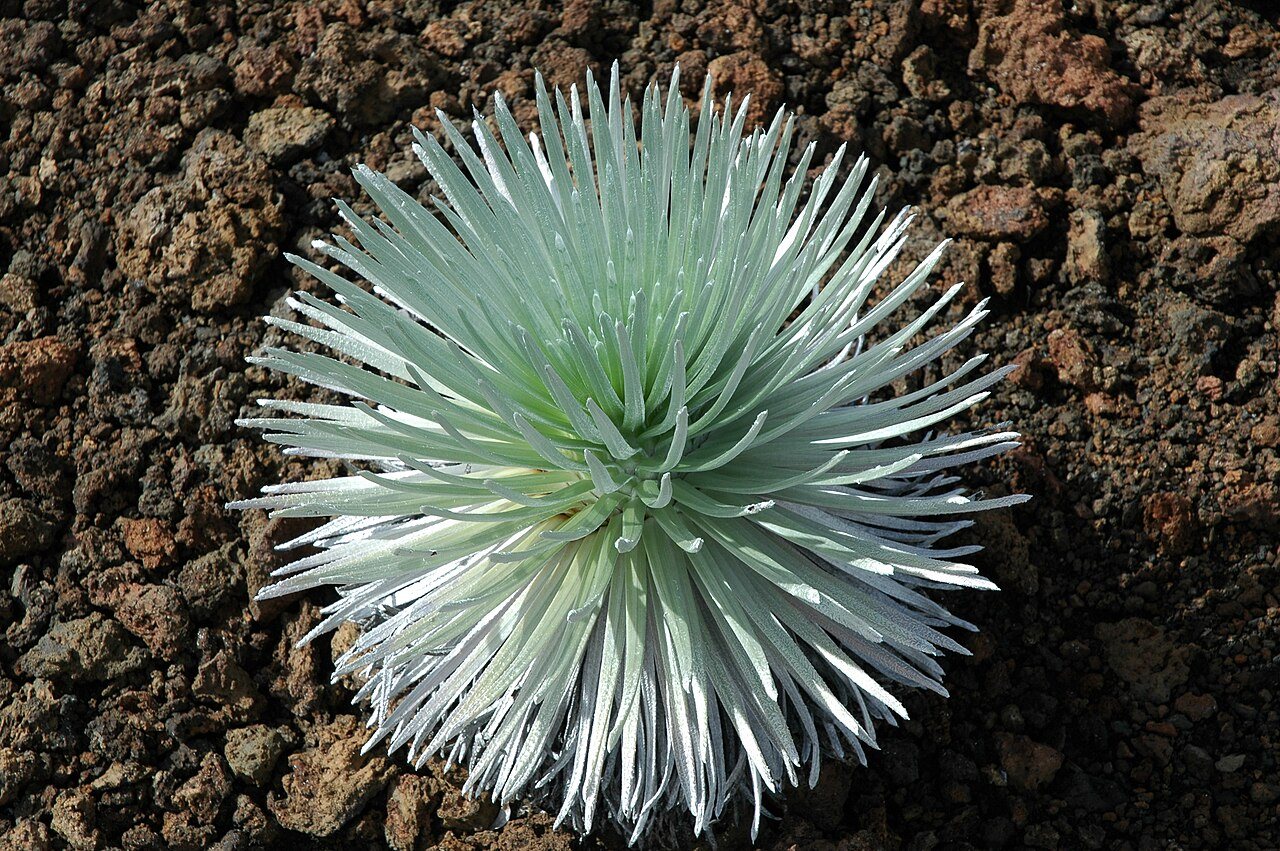 Silverswords catching sun on the crater floor