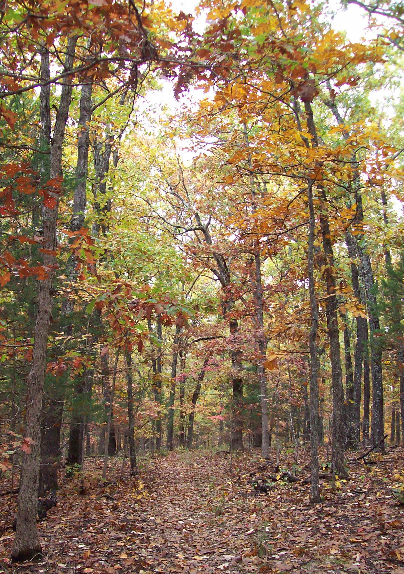 Fall hardwood on the Blair Ridge Trail, Hercules Glades