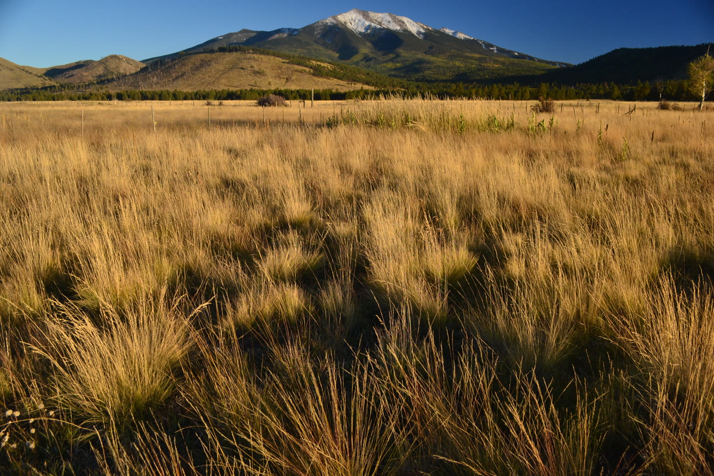Snow on Humphreys Peak above a golden Arizona meadow