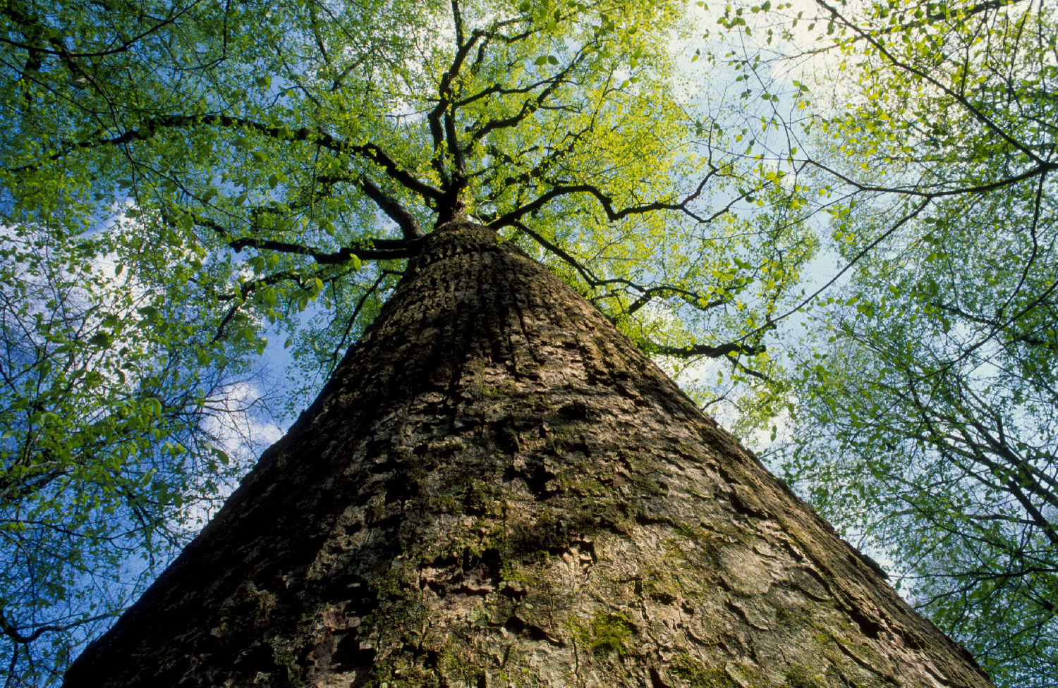 Looking up into the poplar canopy, Joyce Kilmer Memorial Forest
