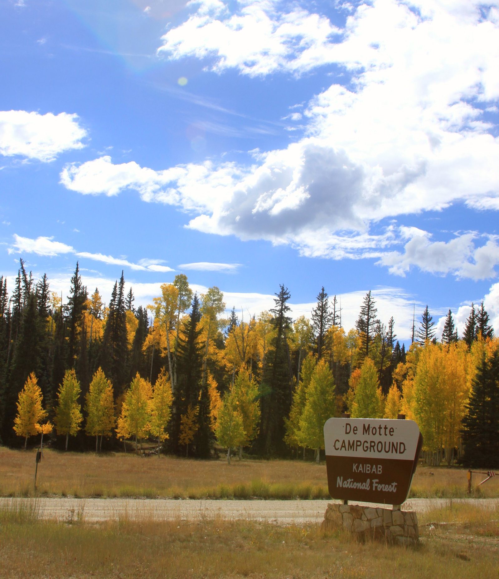 Autumn aspen and ponderosa on the Kaibab Plateau