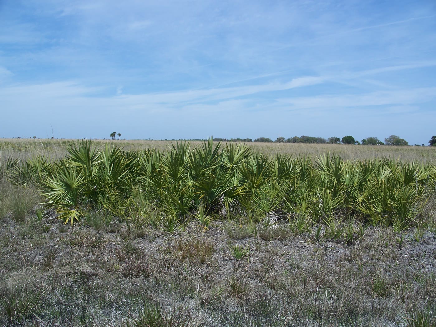 Saw palmetto and dry prairie at Kissimmee Prairie Preserve, Florida