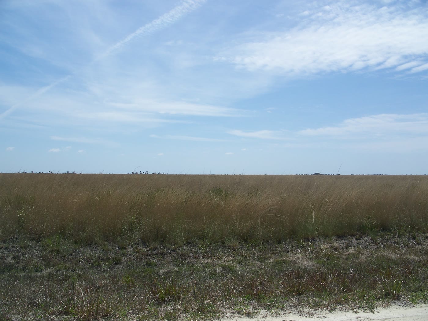 A sea of grass at Kissimmee Prairie Preserve State Park