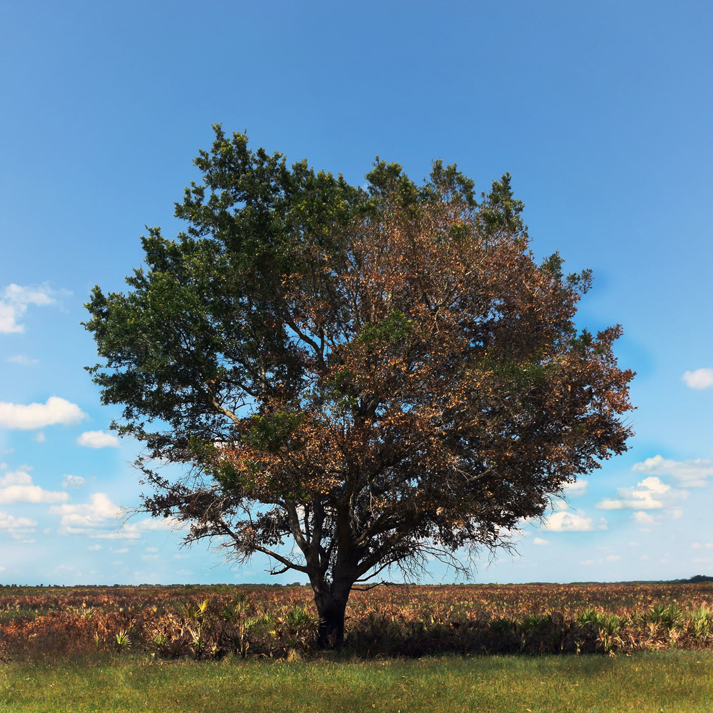 Oak and cabbage palm on the Kissimmee dry prairie