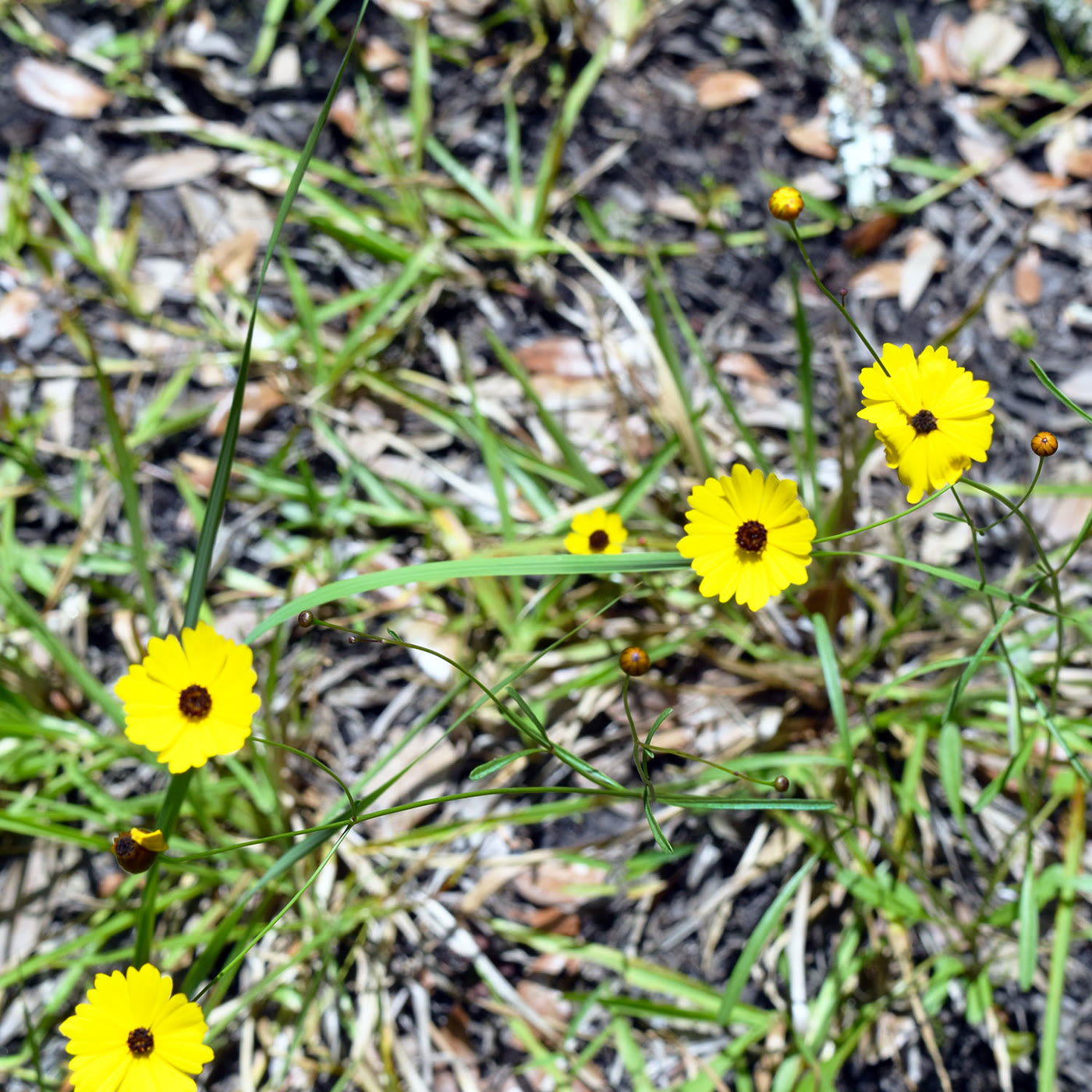 Yellow wildflowers at Kissimmee Prairie Preserve