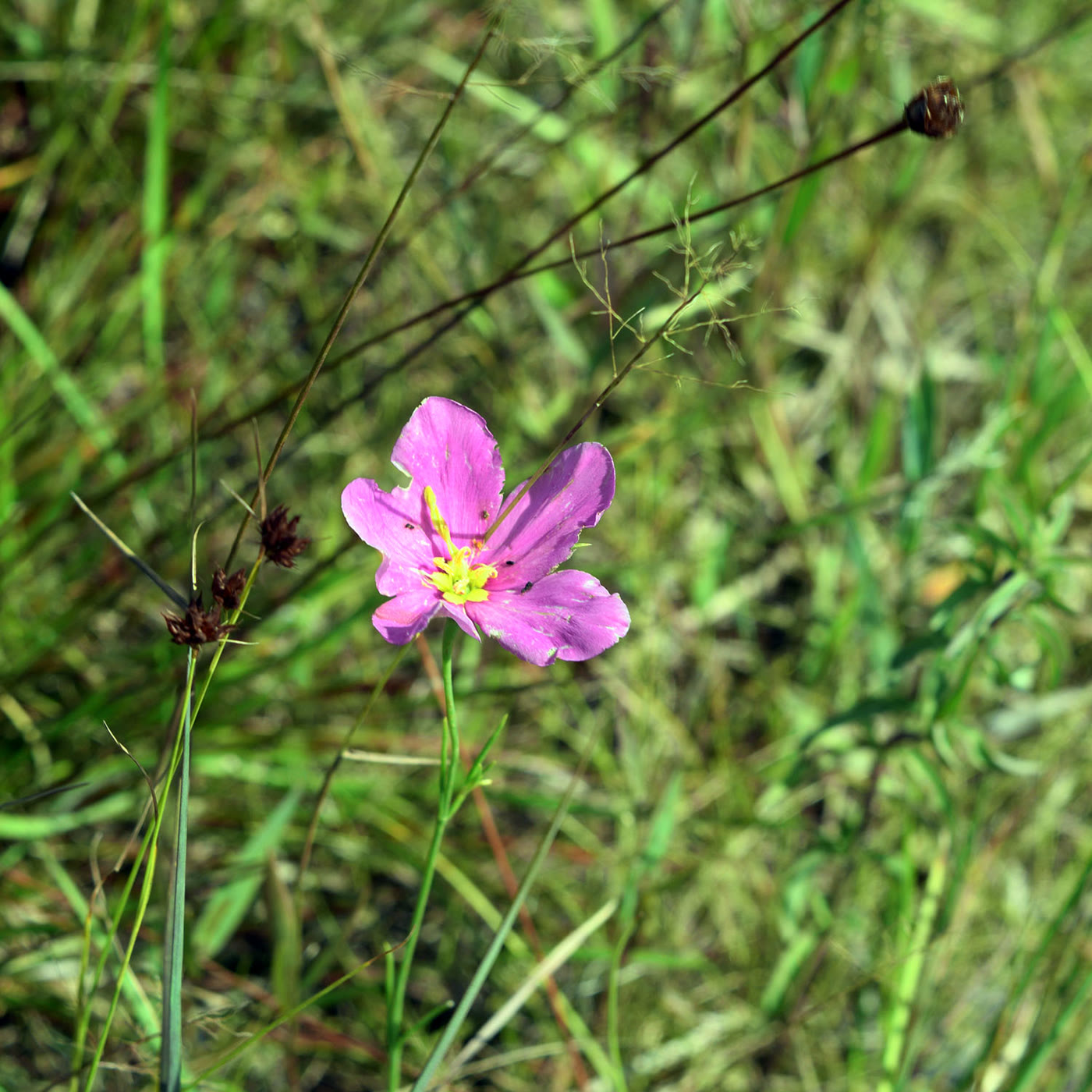 Pink wildflower in the grass at Kissimmee Prairie Preserve