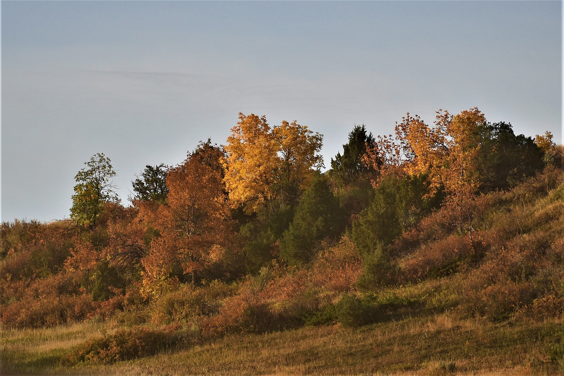 Autumn cottonwood on a USFS Little Missouri hillside