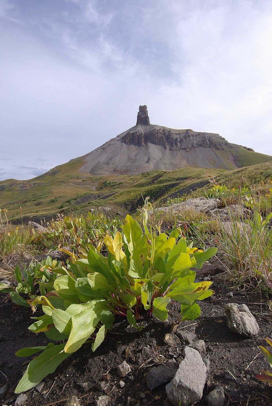 The volcanic plug of Lizard Head above alpine meadow