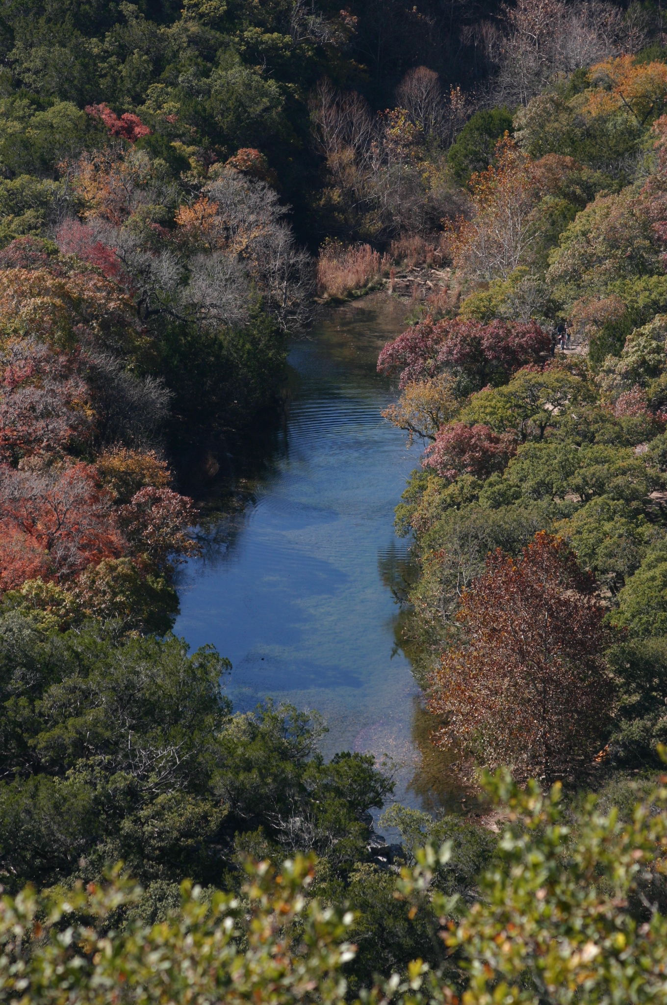 The Sabinal corridor in peak maple color, Lost Maples