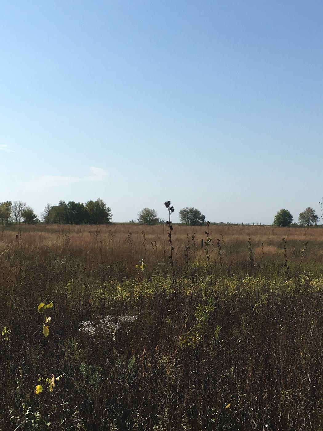 Iron Bridge Prairie at Midewin National Tallgrass Prairie