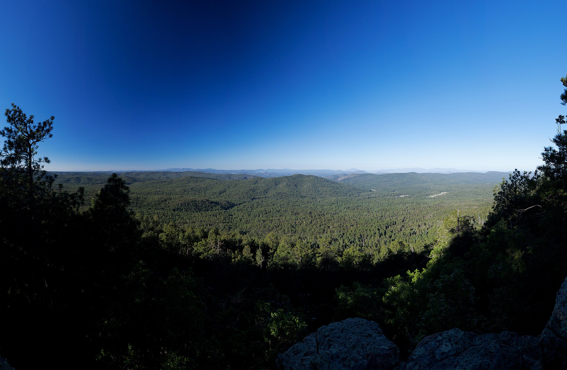 Ponderosa below the Mogollon Rim
