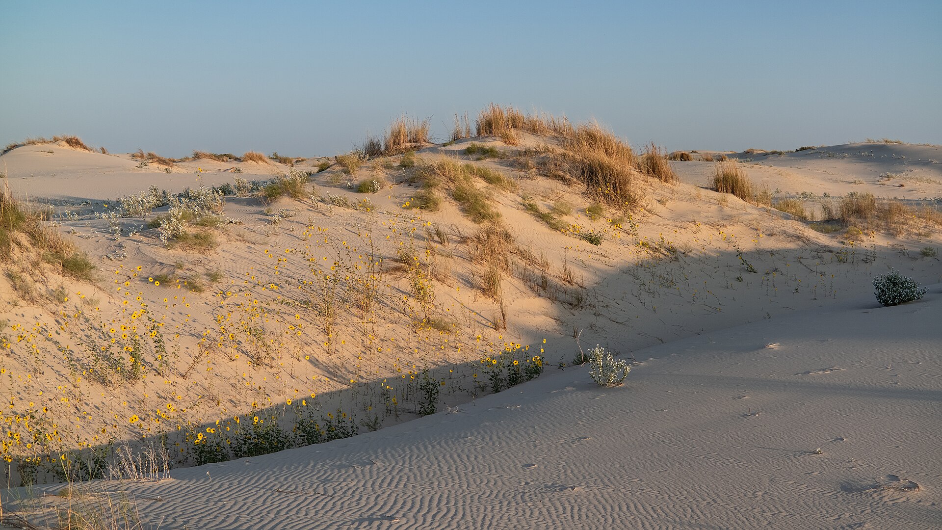 Sunflowers and living dunes at golden hour, Monahans Sandhills