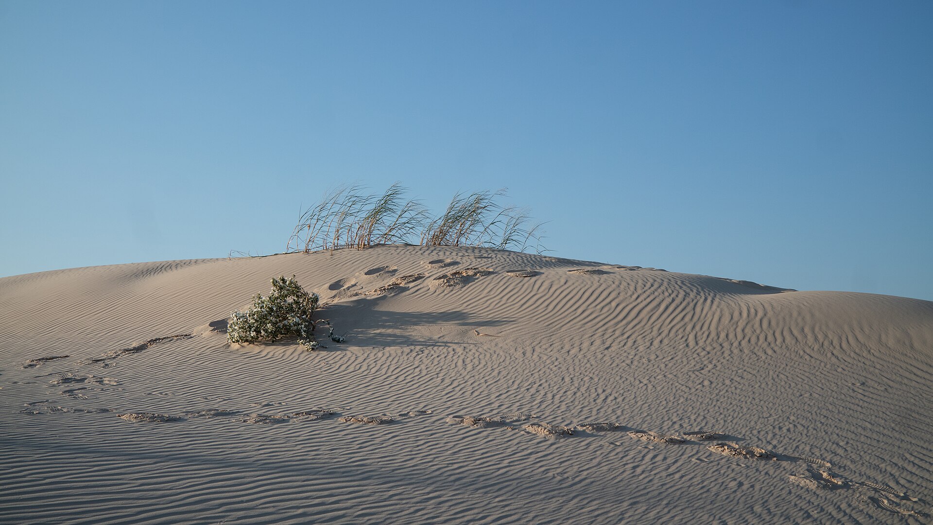 Wind ripples on a pale dune crest, Monahans Sandhills
