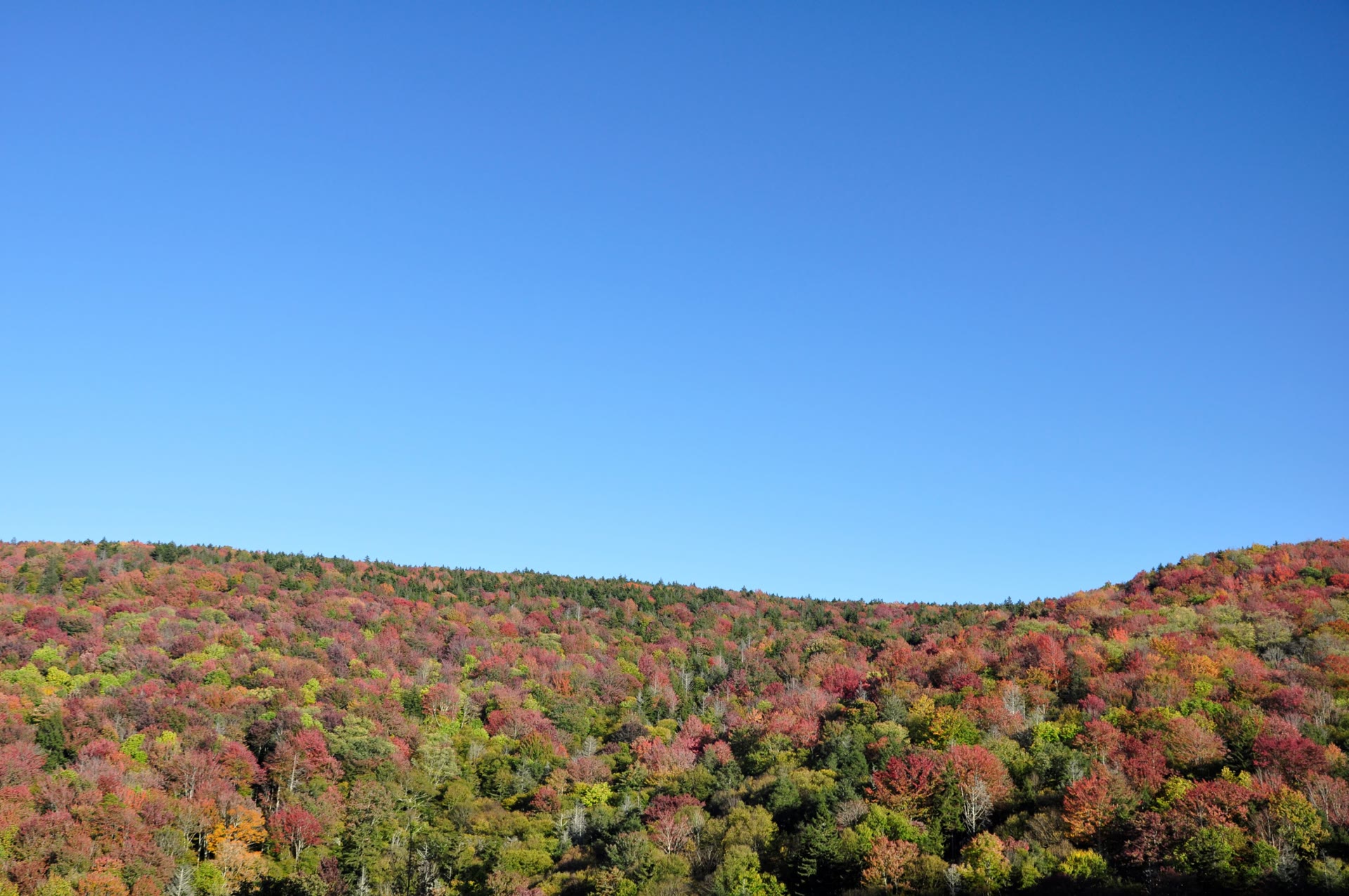 Monongahela National Forest, West Virginia