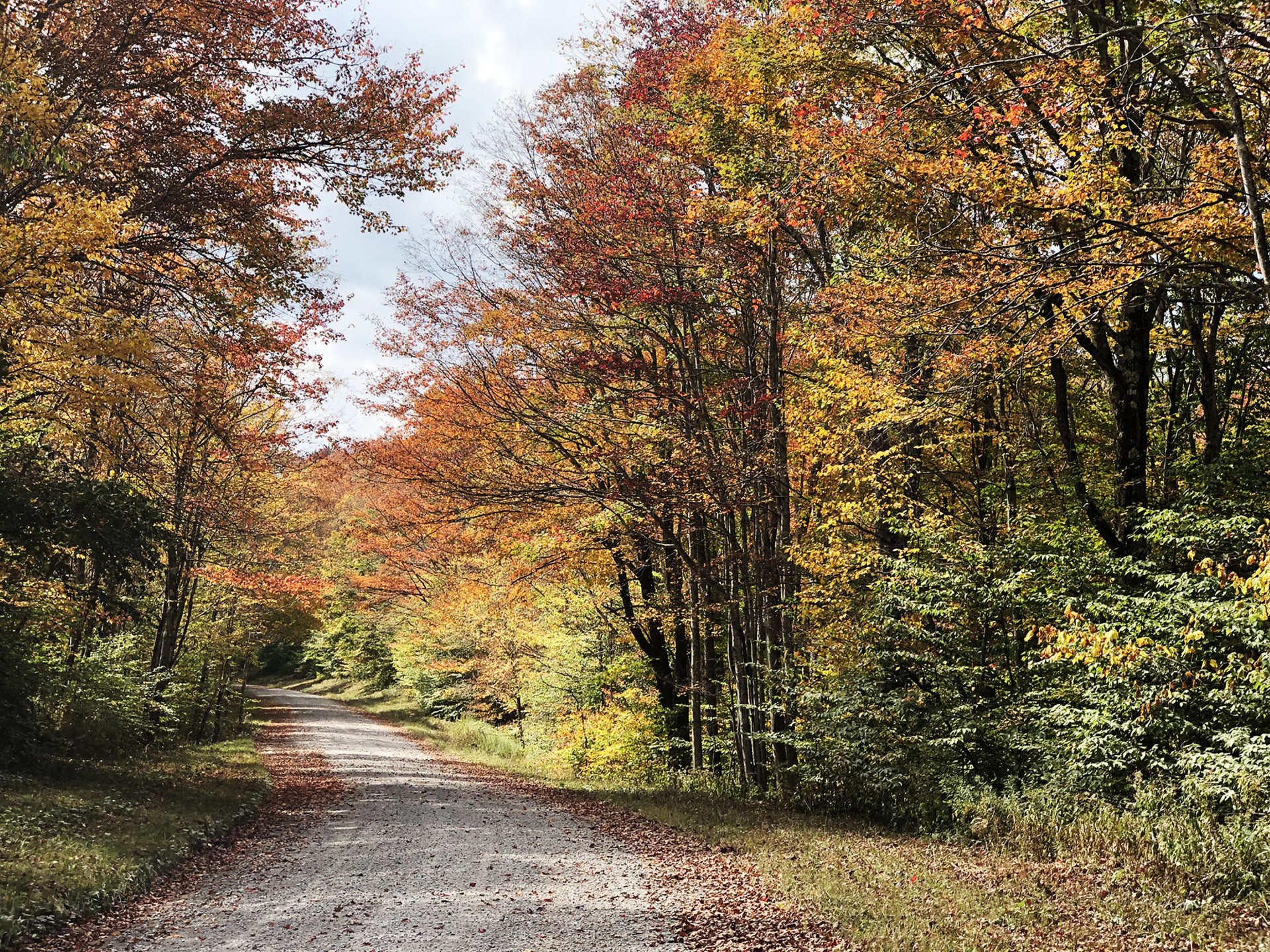 Fall color near Spruce Knob, Monongahela National Forest