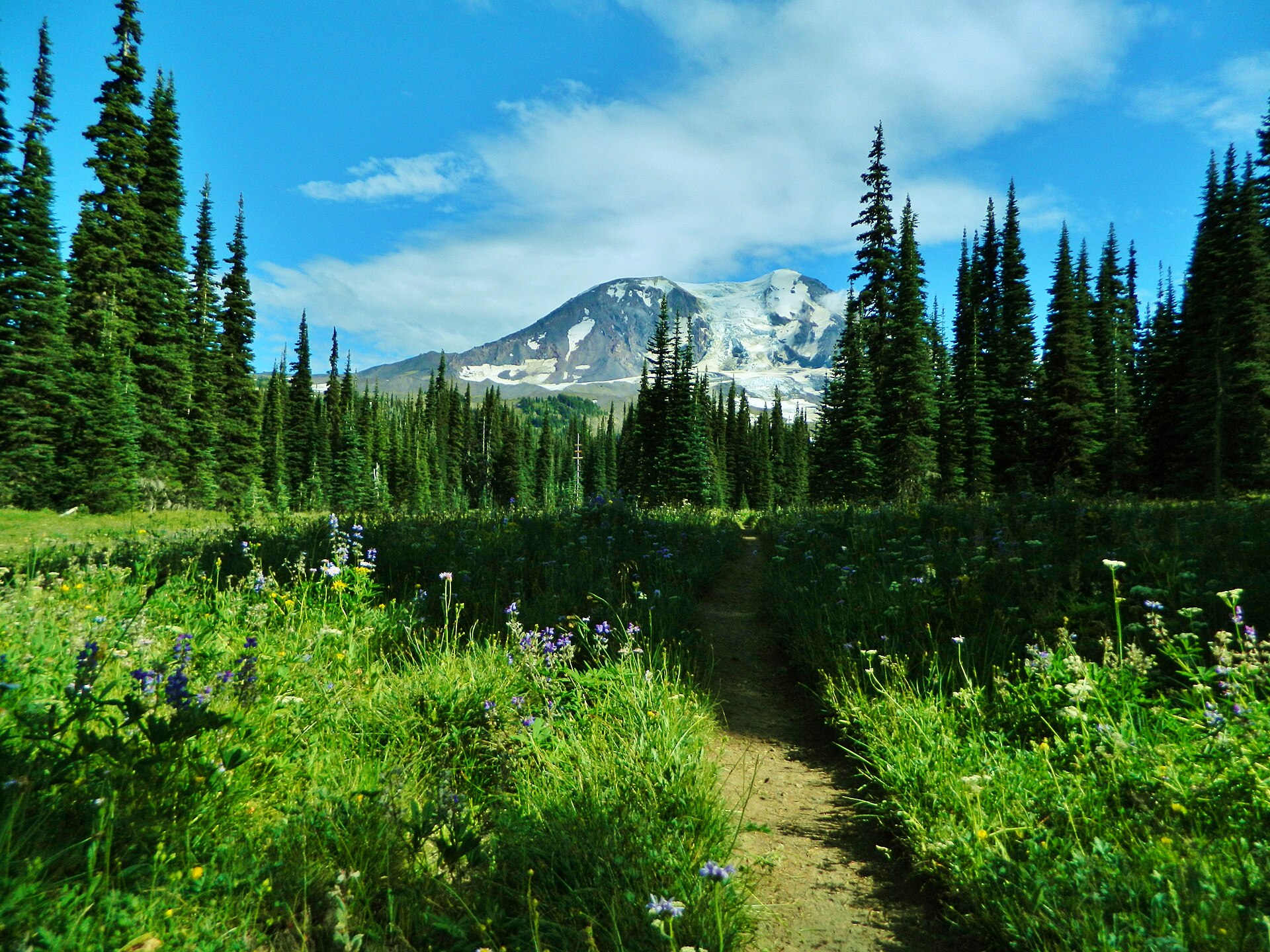 A wildflower path toward Mount Adams