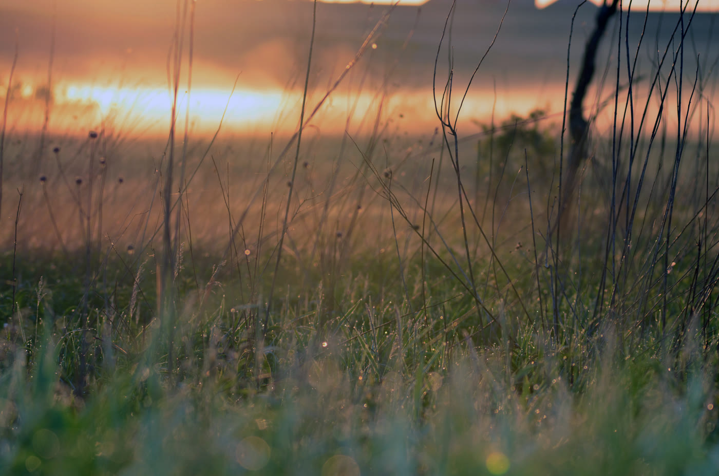 Dew on prairie grass at sunrise, Neal Smith National Wildlife Refuge